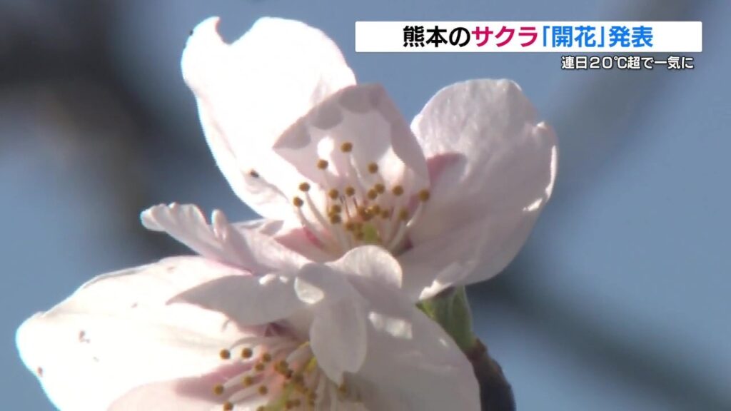 熊本の桜 平年より1日遅く「開花」　1週間〜10日ほどで満開か（RKK熊本放送） - Yahoo!ニュース