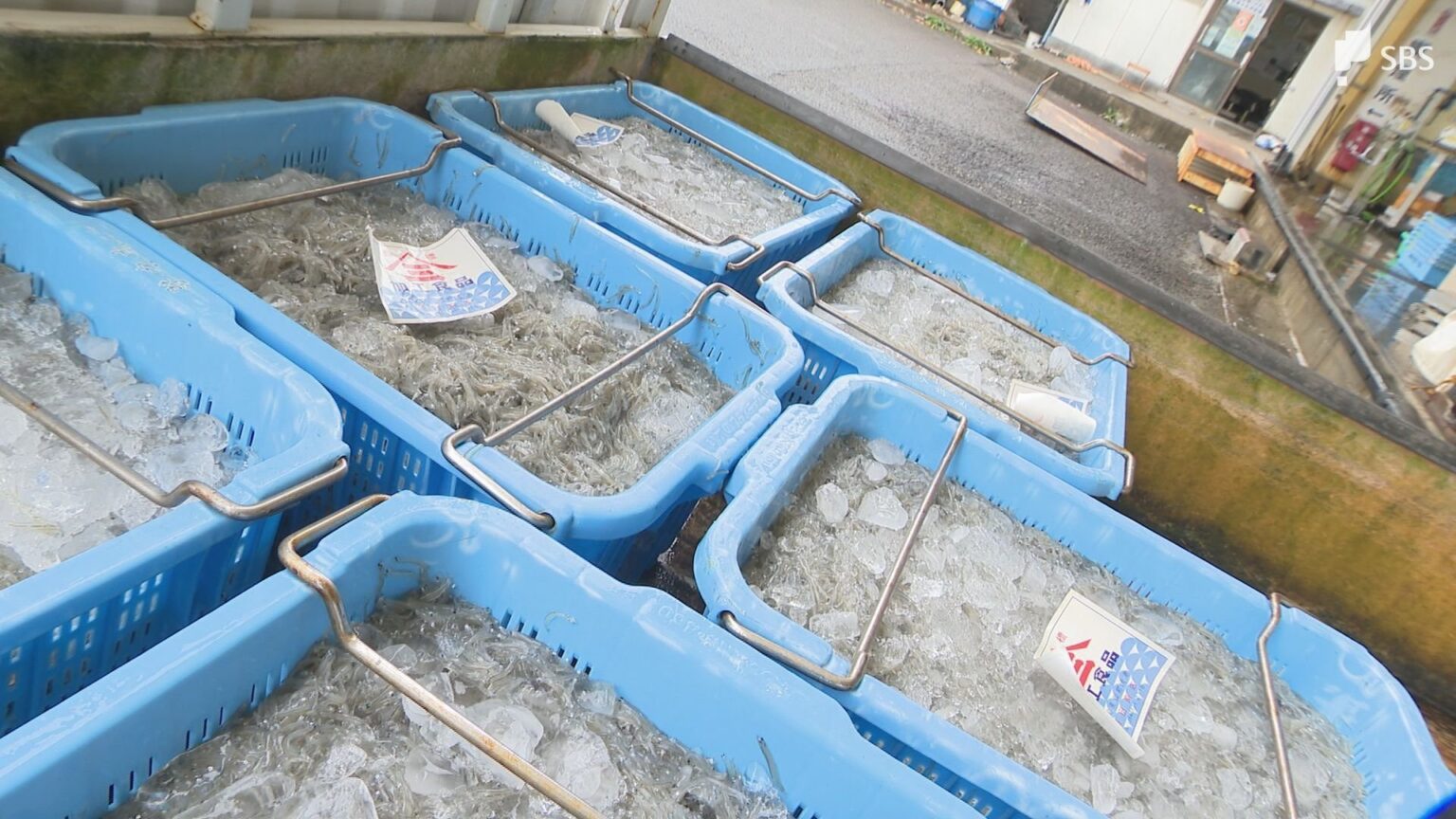 シラス漁が解禁! 黒潮大蛇行終息で豊漁への期待高まる 幸先の良いスタートに港は活気=静岡（静岡放送（SBS）） - Yahoo!ニュース