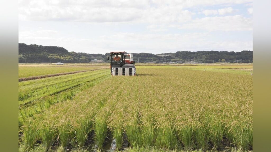 コメ価格が大幅に下がる可能性、２０２５年産米の需要見通しを下方修正…農林水産省 - 読売新聞オンライン