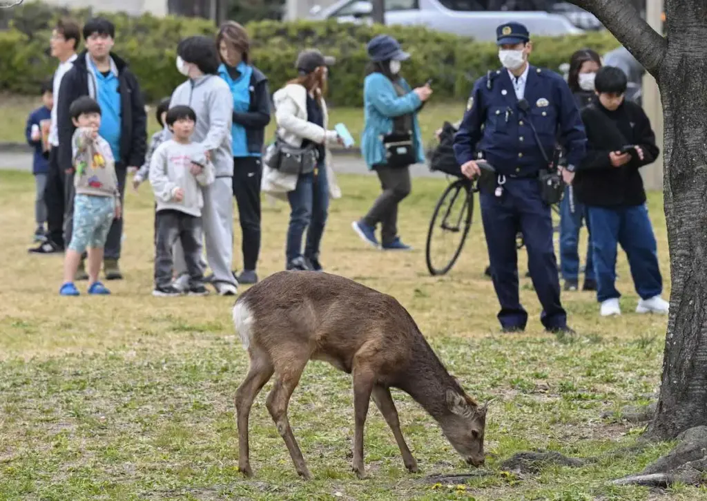 奈良から来た?目撃が相次ぐシカ捕獲できず　安全に放せる場所めどなく - スポニチ Sponichi Annex 社会