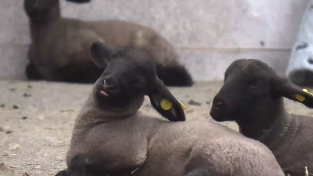 ヒツジ赤ちゃん22匹誕生 八ケ岳牧場で“ベビーラッシュ” 一般公開は4月18日 山梨（YBS山梨放送） - Yahoo!ニュース