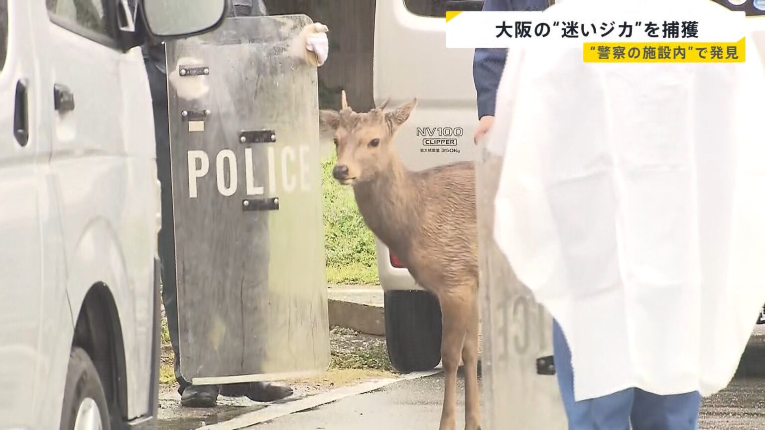 大阪の“迷いジカ”ついに捕獲…奈良からきた可能性も 奈良県知事は「奈良公園から出た鹿は天然記念物ではなくなる」“受け入れ難しい”との見解【news23】(TBS NEWS DIG Powered by JNN) 大阪の“迷いジカ”ついに捕獲…奈良からきた可能性も 奈良県知事は「奈良公園から出た鹿は天然記念物ではなくなる」“受け入れ難しい”との見解【news23】(TBS NEWS DIG Powered by JNN)