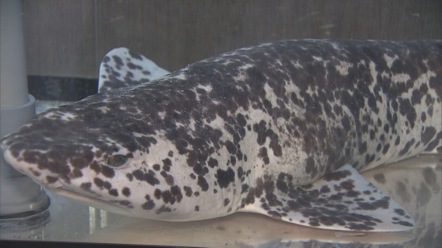 パンダカラーのサメ!? 通常はグレーや茶褐色に黒い斑点… 色素少なく白に?「ナヌカザメ」の展示始まる 三重・伊勢シーパラダイス(CBCテレビ) – Yahoo!ニュース パンダカラーのサメ!? 通常はグレーや茶褐色に黒い斑点… 色素少なく白に?「ナヌカザメ」の展示始まる 三重・伊勢シーパラダイス(CBCテレビ) - Yahoo!ニュース