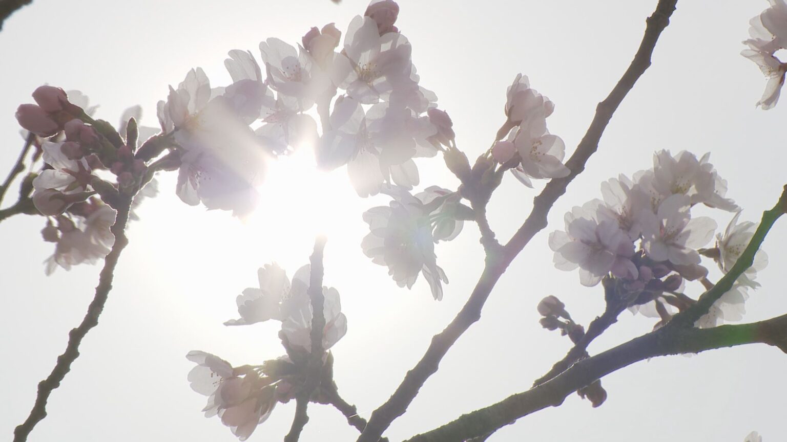 「6月並みも」石川・加賀市で24.2度 桜開花の金沢は20.7度 観光客「めっちゃいいタイミング」(MRO北陸放送) – Yahoo!ニュース 「6月並みも」石川・加賀市で24.2度 桜開花の金沢は20.7度 観光客「めっちゃいいタイミング」(MRO北陸放送) - Yahoo!ニュース
