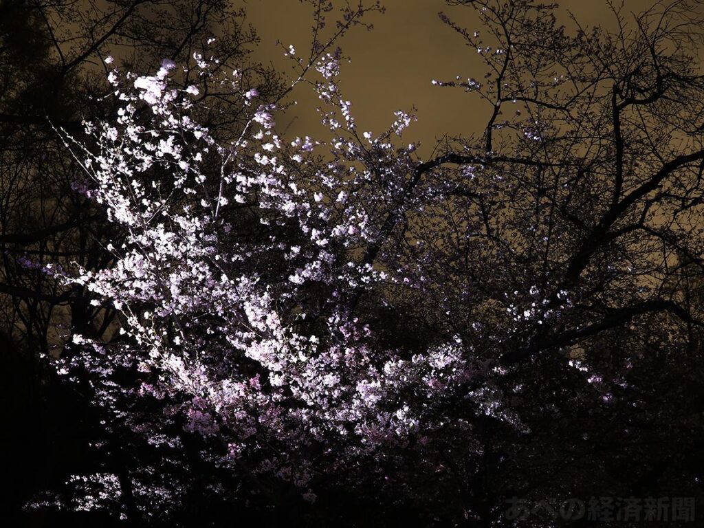 長居植物園「チームラボ ボタニカルガーデン 大阪」で桜の作品を初公開（みんなの経済新聞ネットワーク） - Yahoo!ニュース