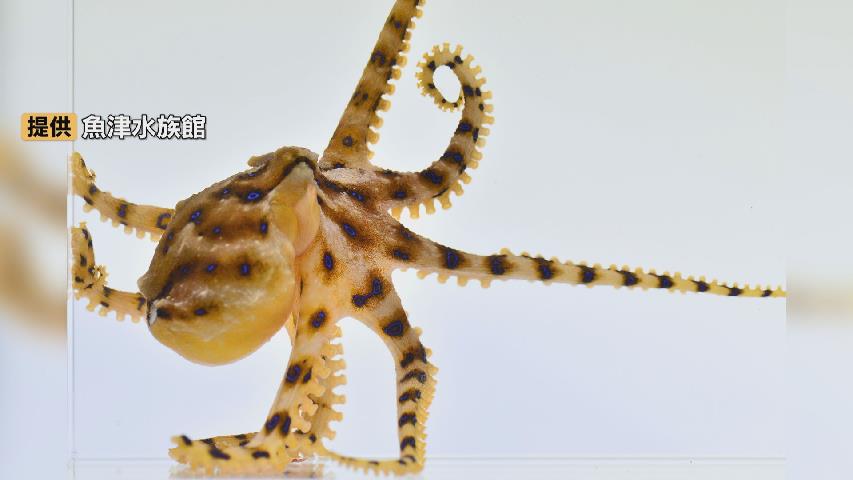 噛まれたら、すぐ病院へ!猛毒の “ヒョウモンダコ” 富山湾で初確認…神経毒テトロドトキシン、最悪の場合は死に至る…魚津水族館 4月に展示予定　富山（チューリップテレビ） - Yahoo!ニュース