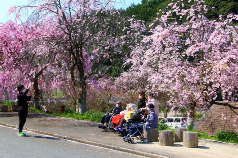 しだれ桜の里まつり