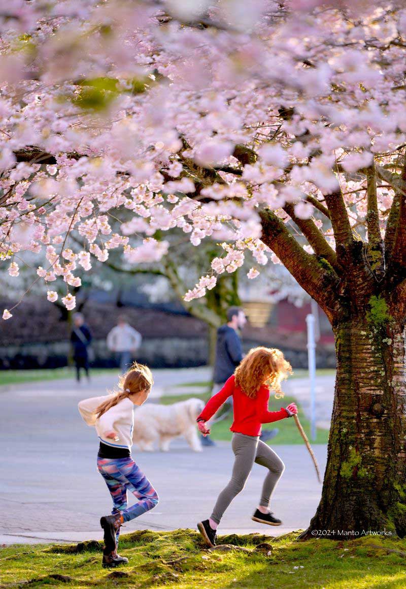 「Buddies & Cherry Blossoms」By Manto Artworks