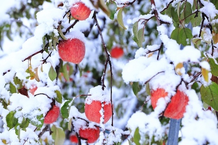青森リンゴ雪害で価格高騰の可能性 「ざらめ雪」が折った大樹とリンゴ王国の危機 - coki (公器）