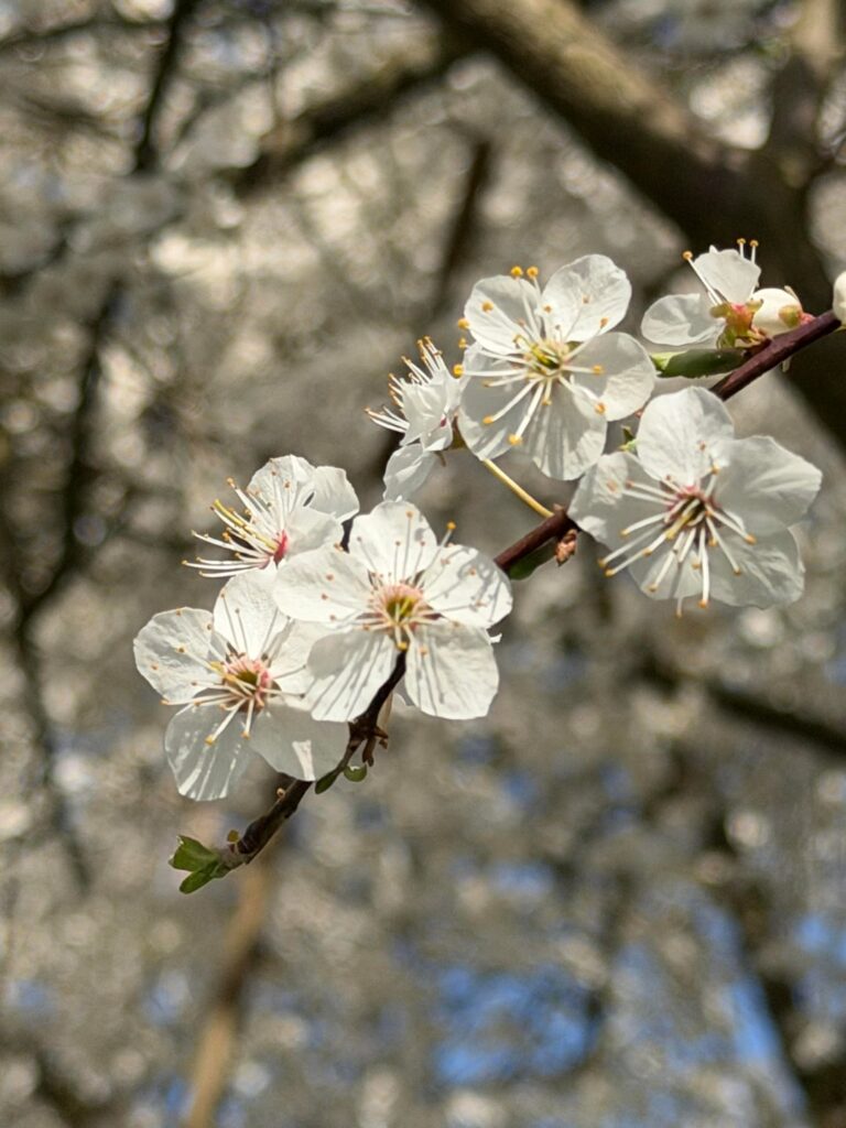 モーゼル通り沿いに静かに咲く春🌸