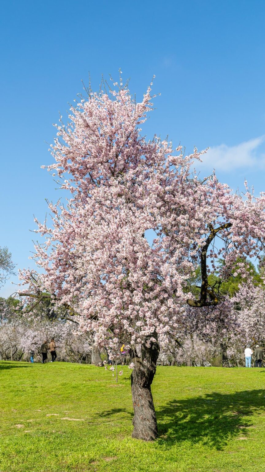 マドリッドのキンタ・デ・ロス・モリノス公園