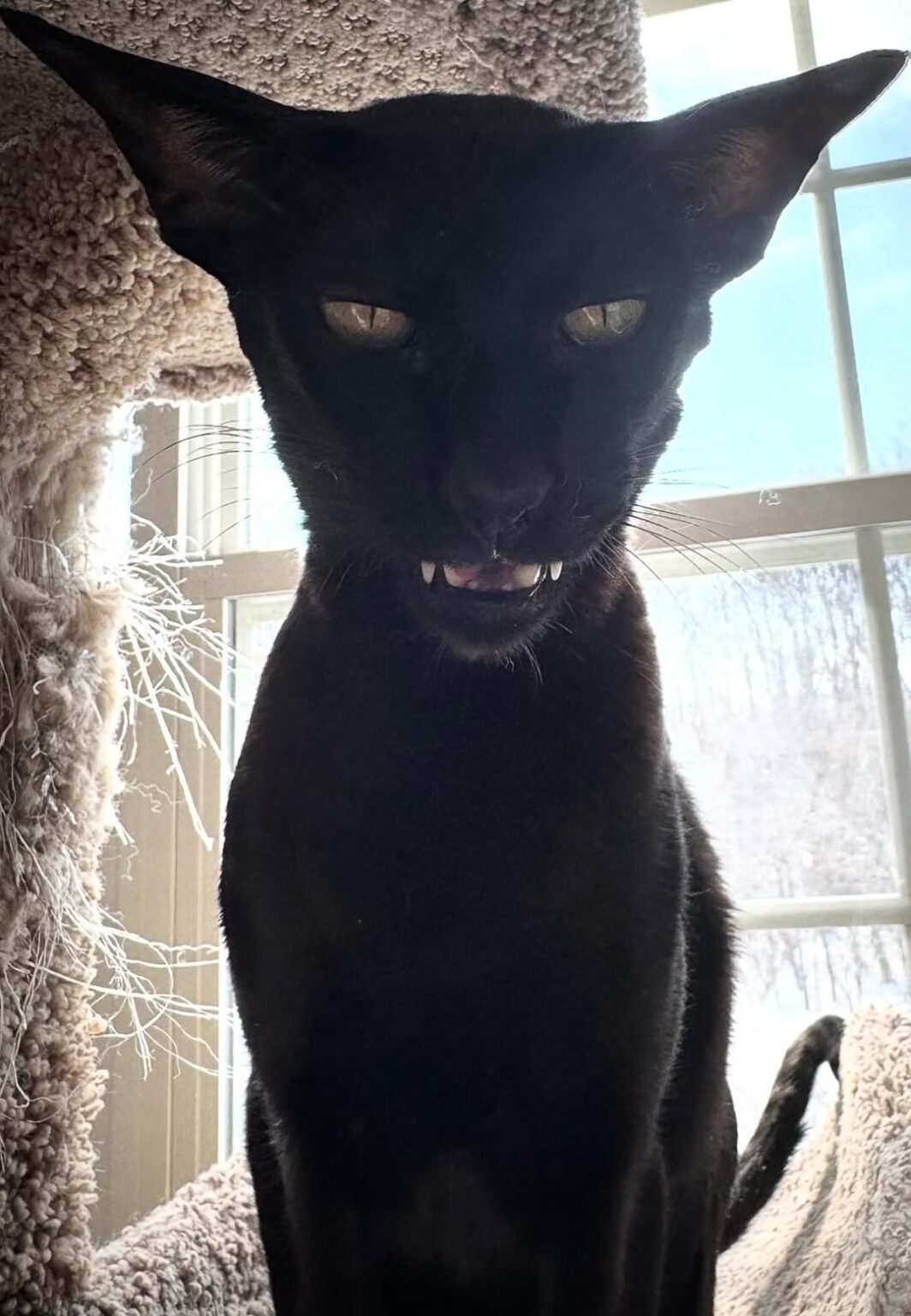 ゾロスラフ・コラールが猫だったら