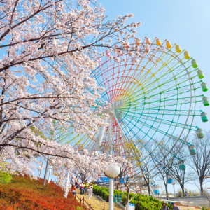 ひらかたパークの桜