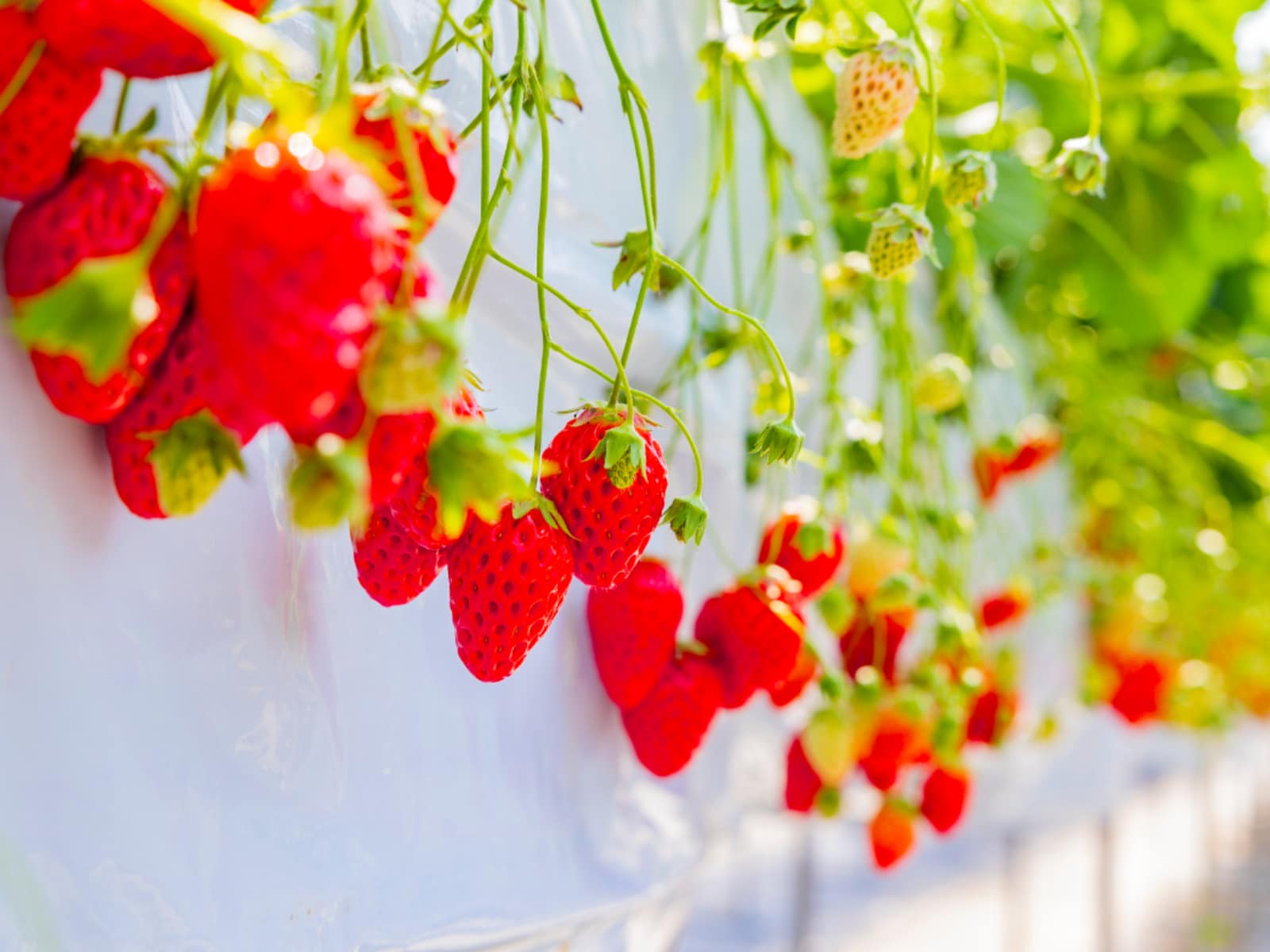 「千葉県のいちご狩りスポット」ランキング