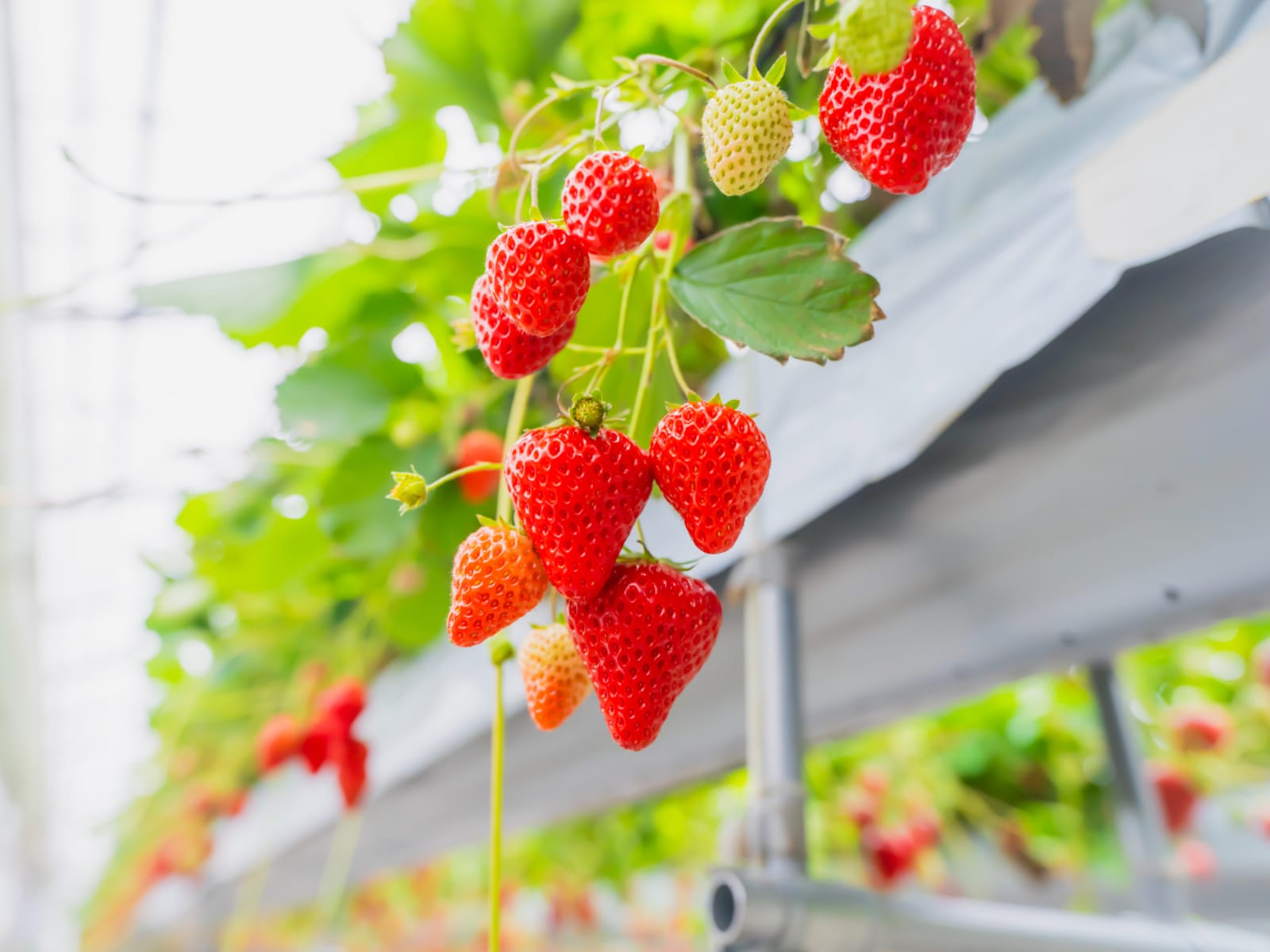 「神奈川県のいちご狩りスポット」ランキング