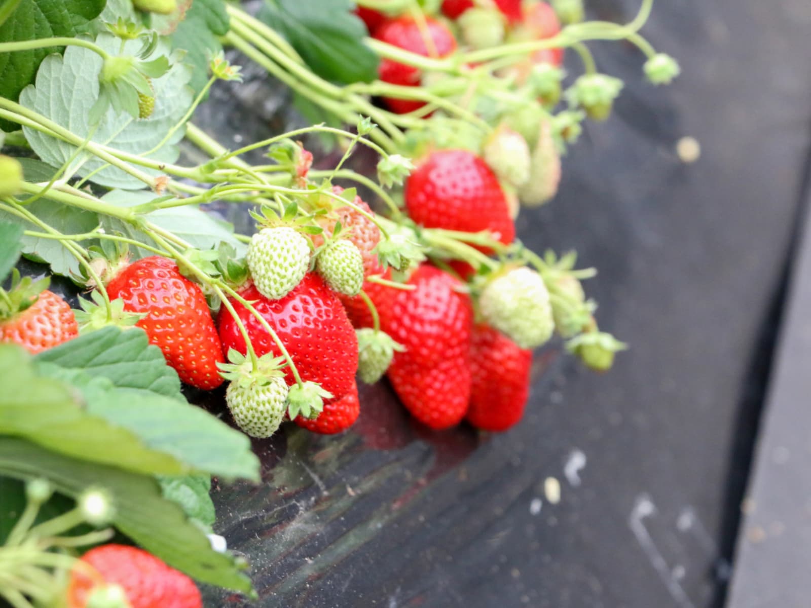 「茨城県のいちご狩りスポット」ランキング