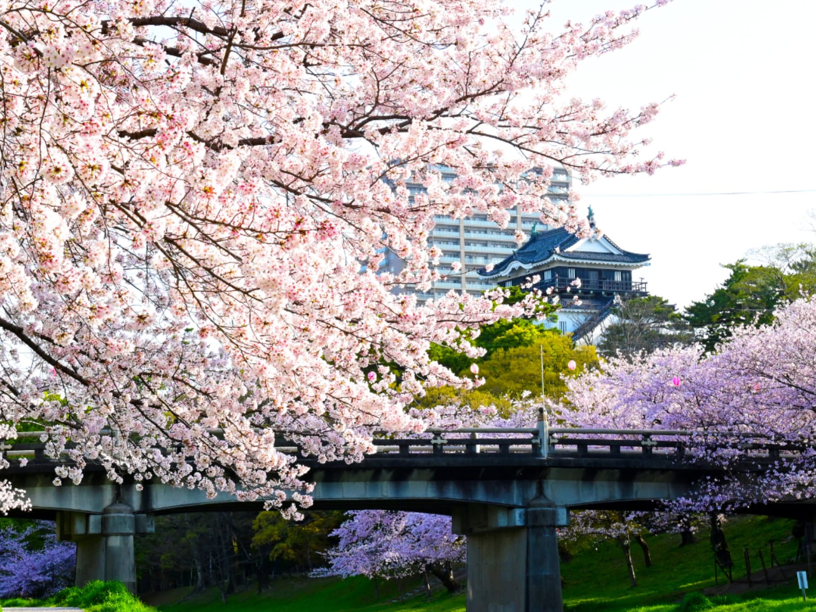 愛知で行ってみたいたい＆好きな桜の名所ランキング