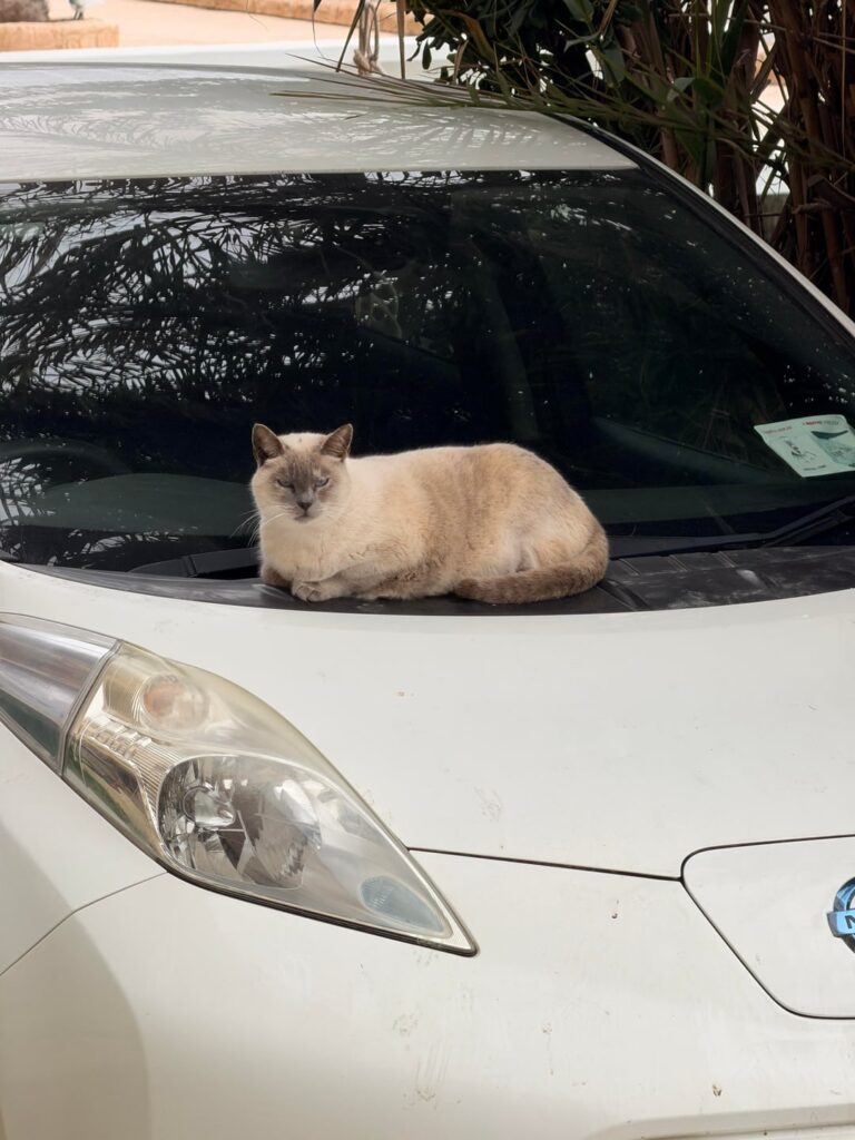 駐車券（ユーモア）