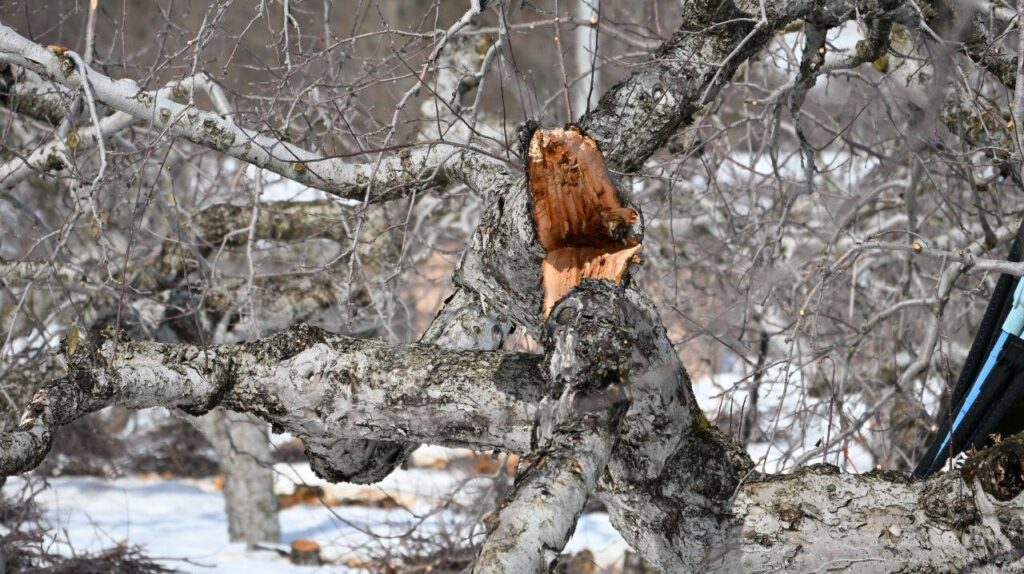 リンゴ最大産地襲う“新たな雪害”　重量増すざらめ雪、割ける大樹　メカニズム解明、対策を（日本農業新聞） - Yahoo!ニュース