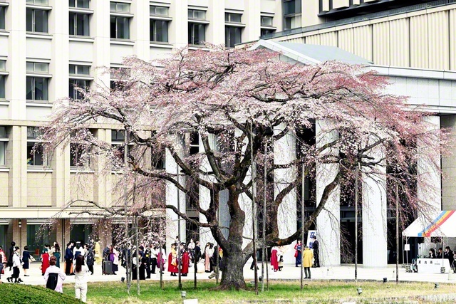 卒業生をたたえるように、キャンパスにはしだれ桜が咲いた