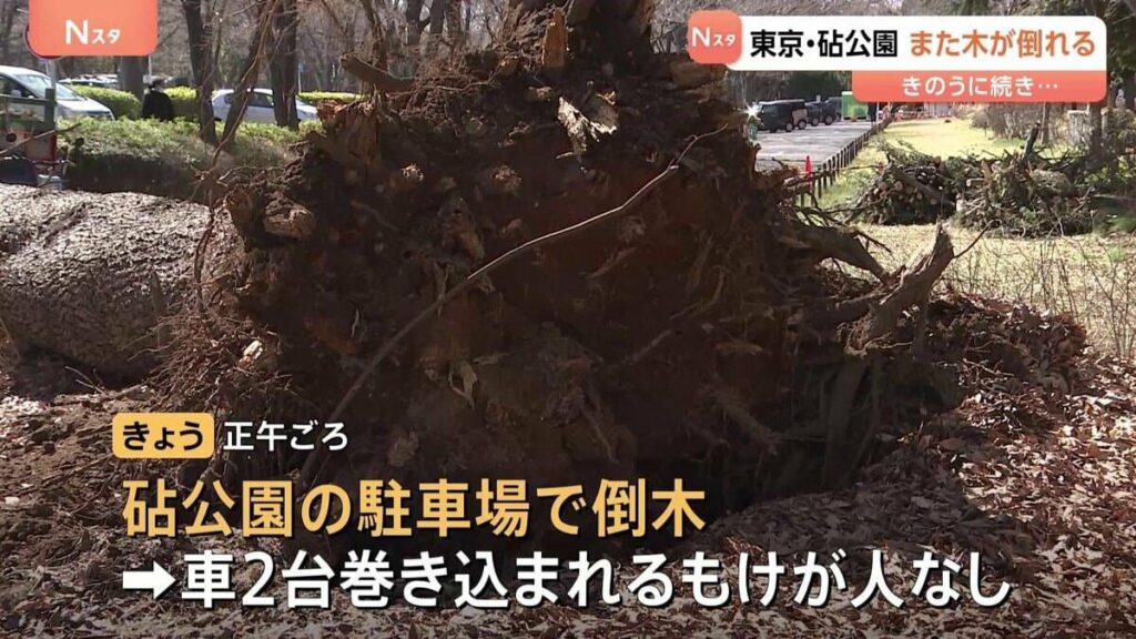 都内の公園で2日連続の倒木 駐車場の車2台が巻き込まれる きのうは女性が下敷きに 東京･世田谷区 砧公園