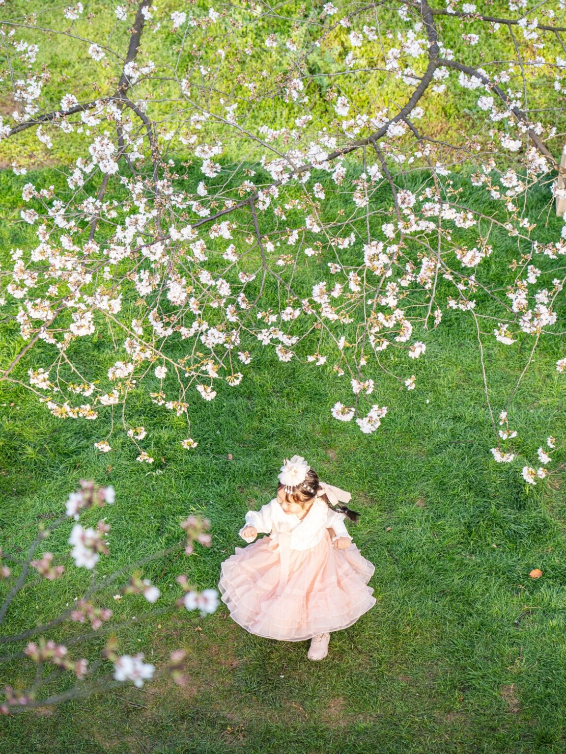 <写真特集>春色に染まる武漢・東湖桜花園 <写真特集>春色に染まる武漢・東湖桜花園