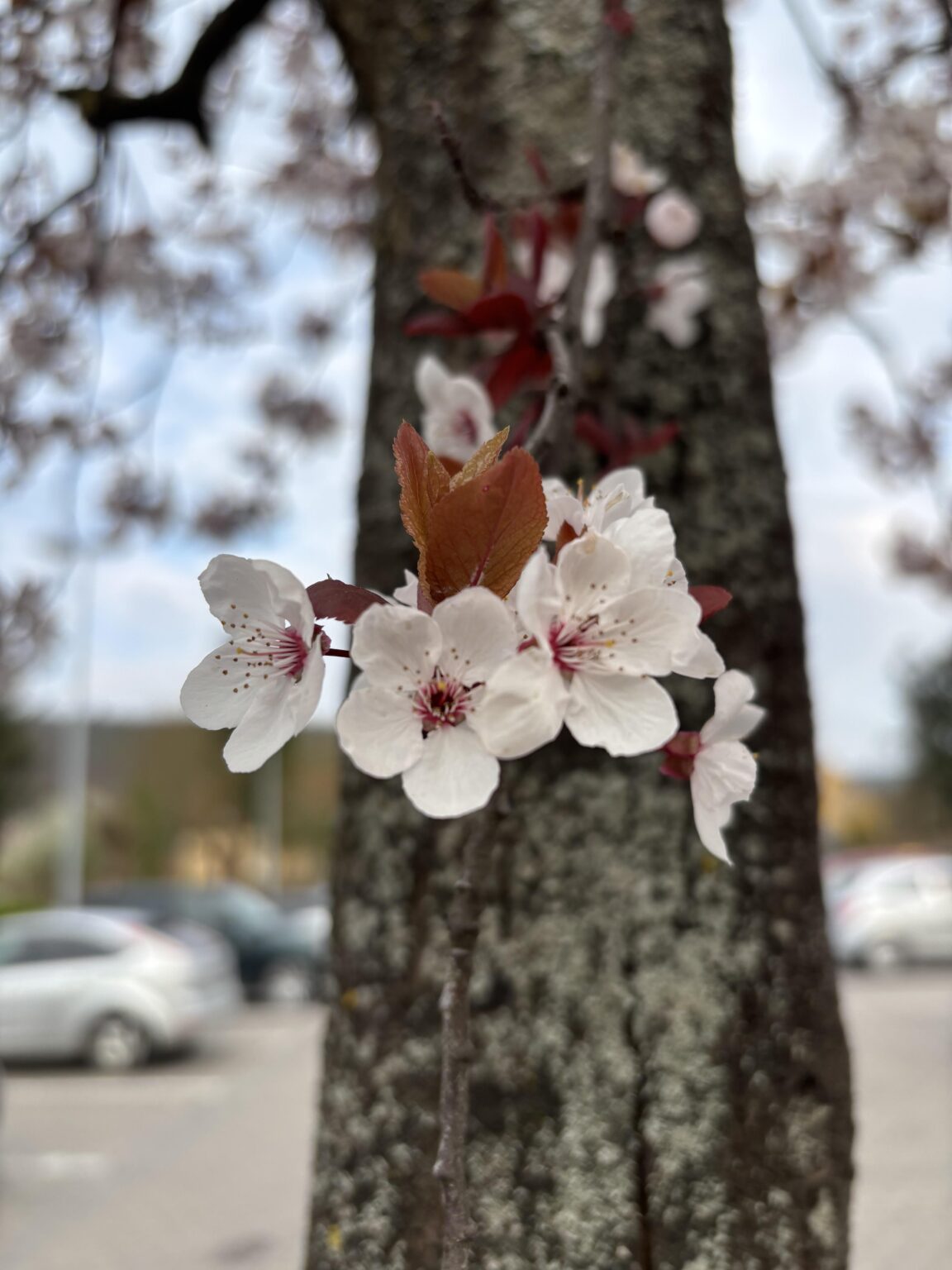 春が来ています