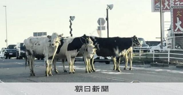 「道路に牛」佐賀の県道で110番相次ぐ さすまたで捕獲試みたが…