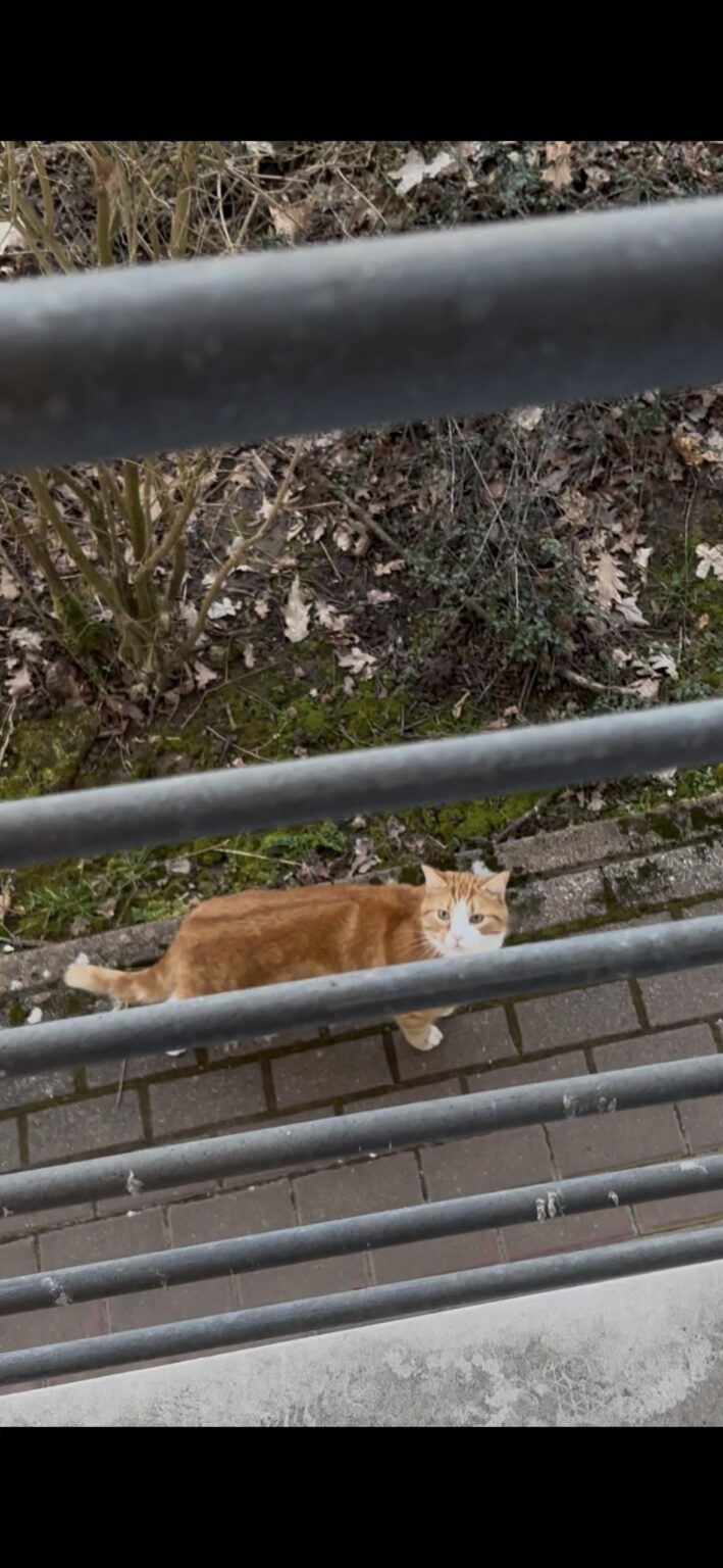 迷子になったオレンジ色の猫