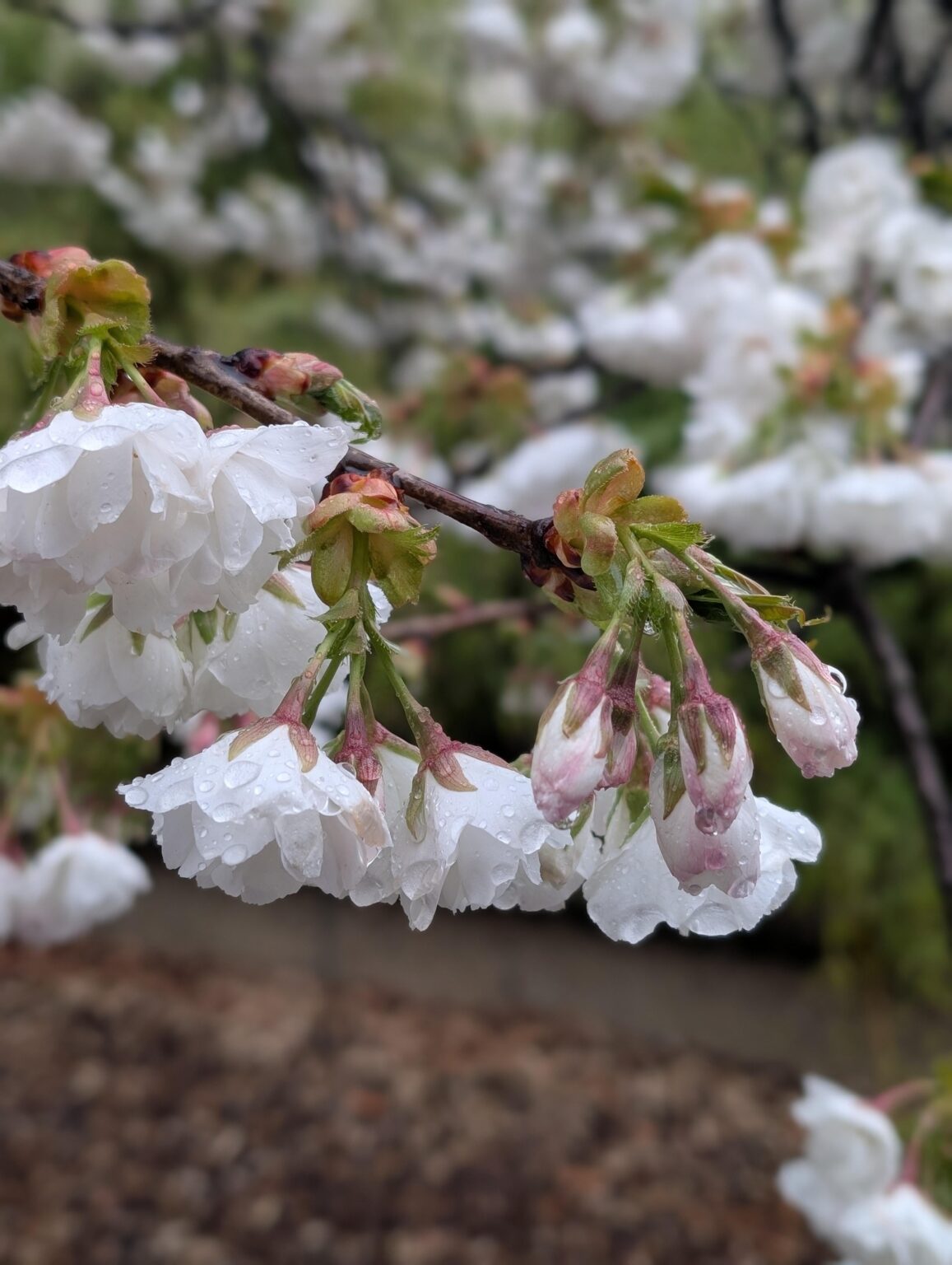 ボンジュール!!