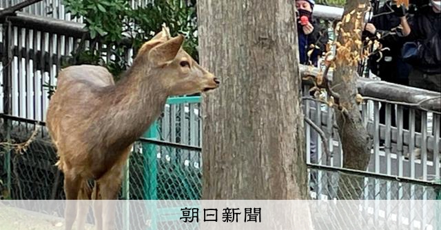 大阪市の公園にシカ？現れる　梅田まで2キロ、奈良から来たかは不明 [大阪府]：朝日新聞