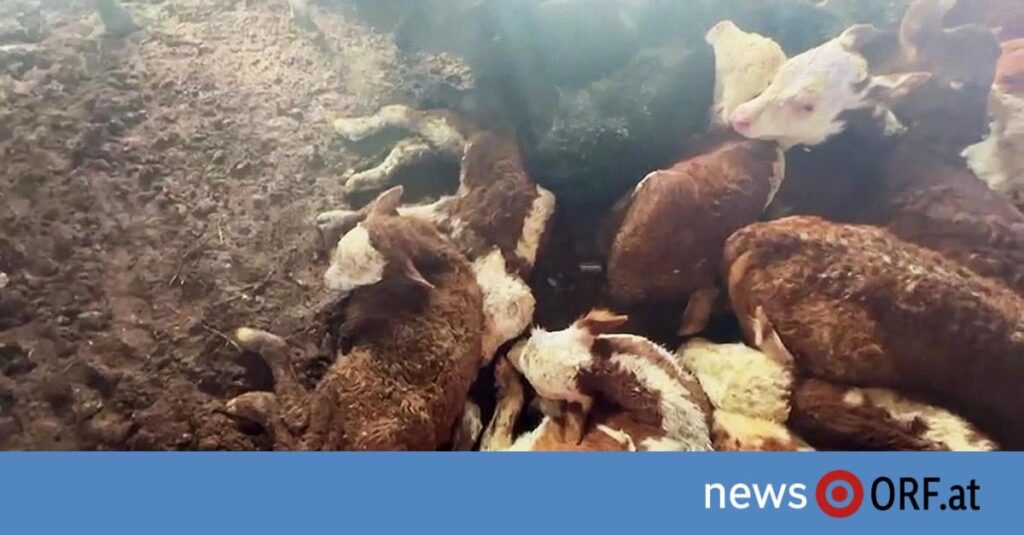 致命的な動物輸送の背後にいるオーストリア人