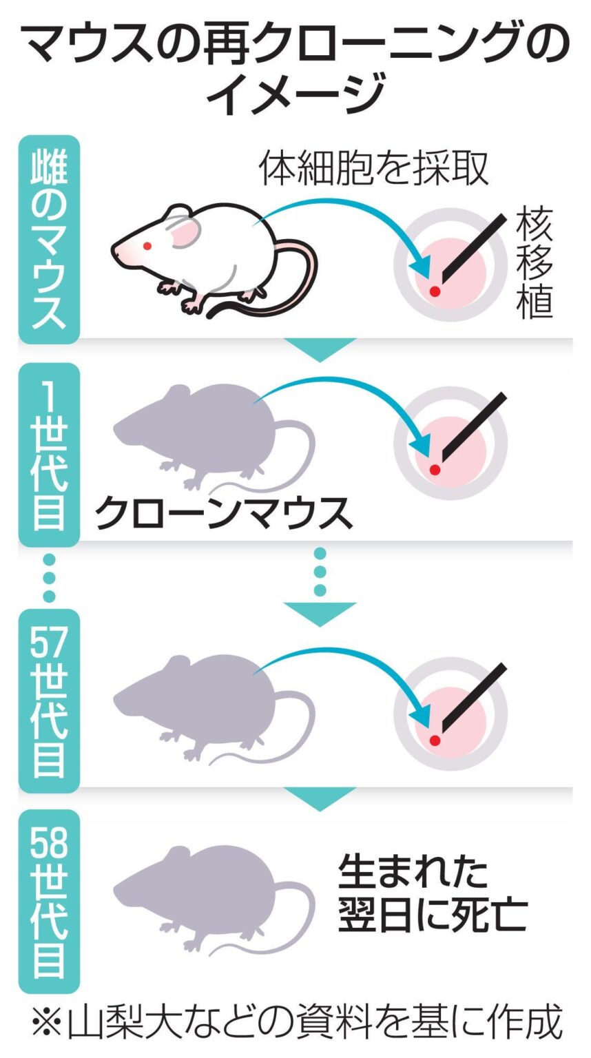 クローンを繰り返すと劣化して58世代目で限界になる、ってマモーが言っていたあれ