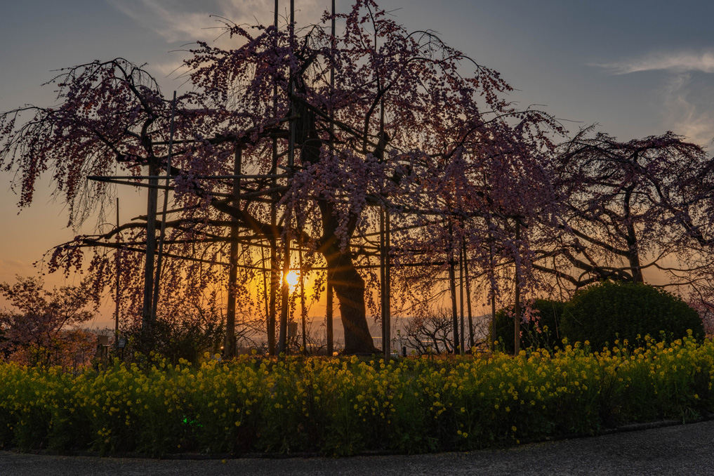 「宇治市植物公園」の枝垂桜夜間無料公開　2026年3月23日の画像２