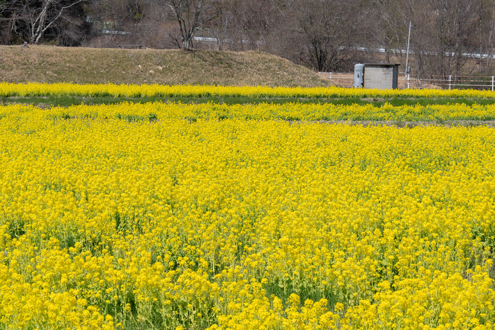 普賢寺の菜の花畑　2026年3月27日撮影　全体画像