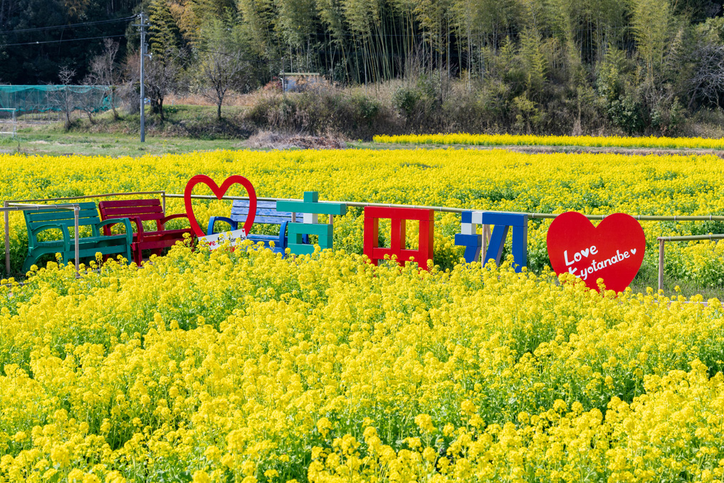 普賢寺の菜の花畑　2026年3月27日撮影　モニュメント画像