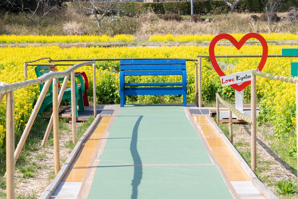 普賢寺の菜の花畑　2026年3月28日撮影　ベンチ画像