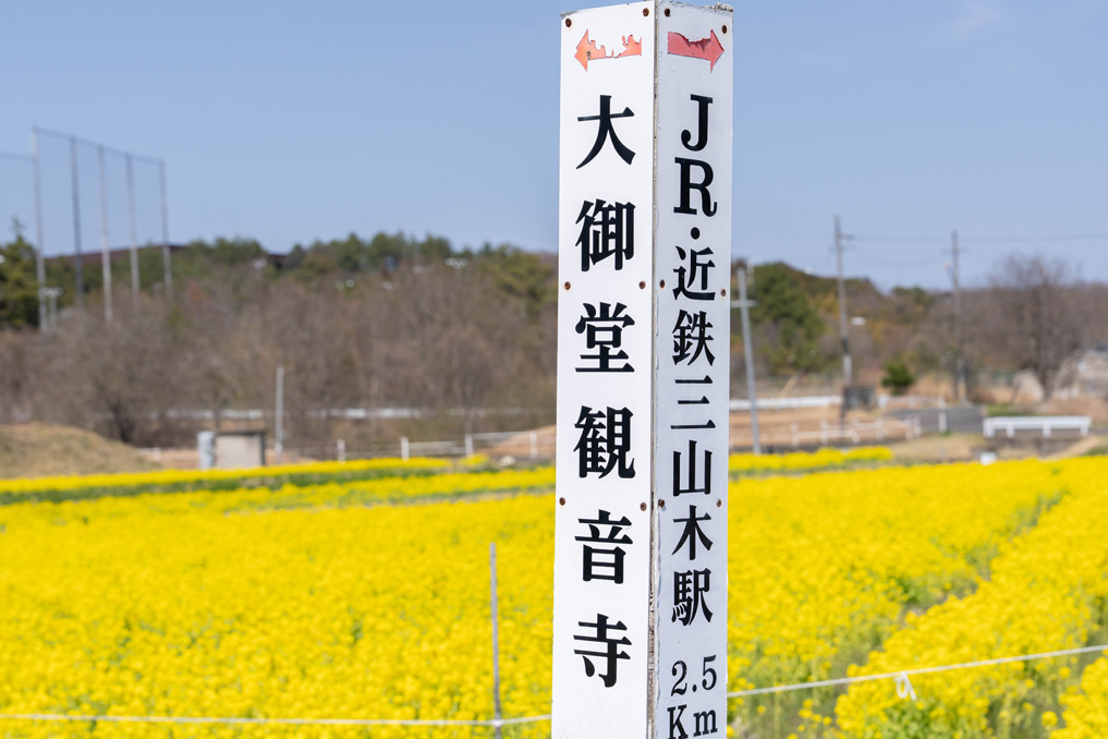 普賢寺の菜の花畑　2026年3月28日撮影画像
