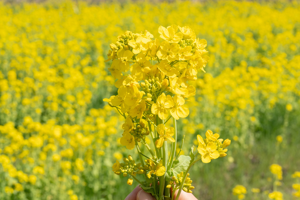 菜の花を摘んでる画像