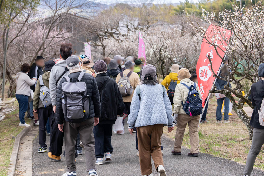 城陽青谷梅まつりの　画像２