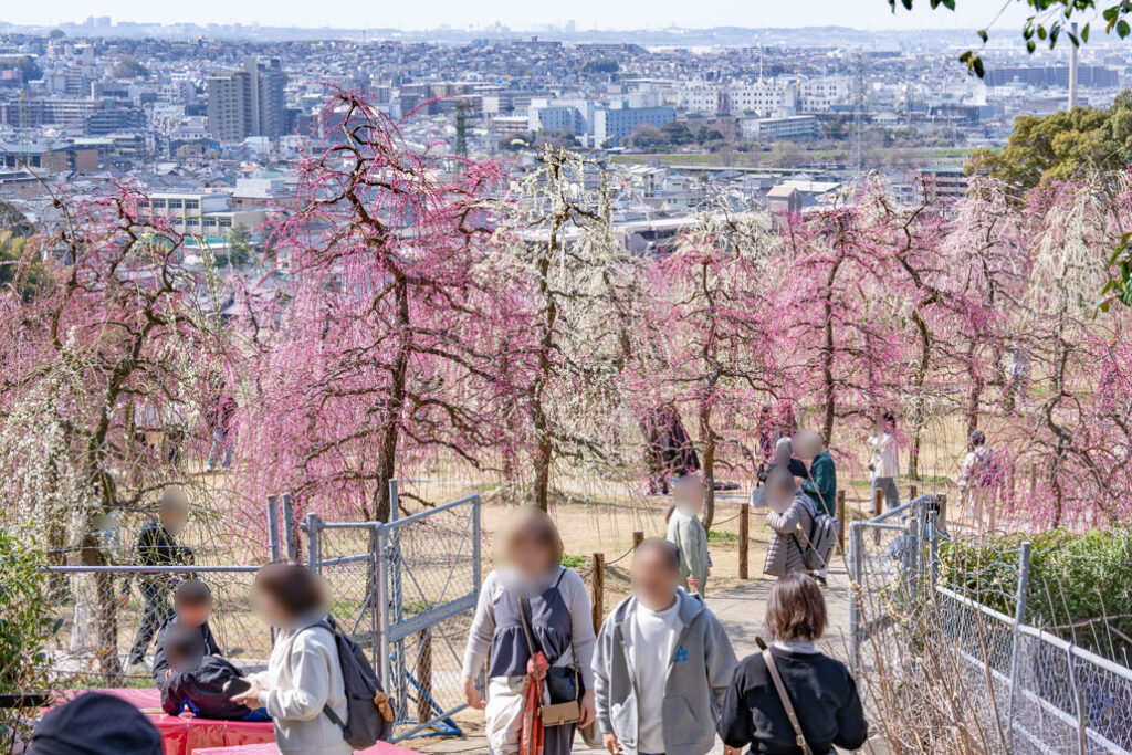 「三室戸寺」のしだれ梅園の画像