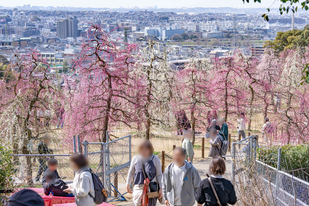 「三室戸寺」のしだれ梅園の画像
