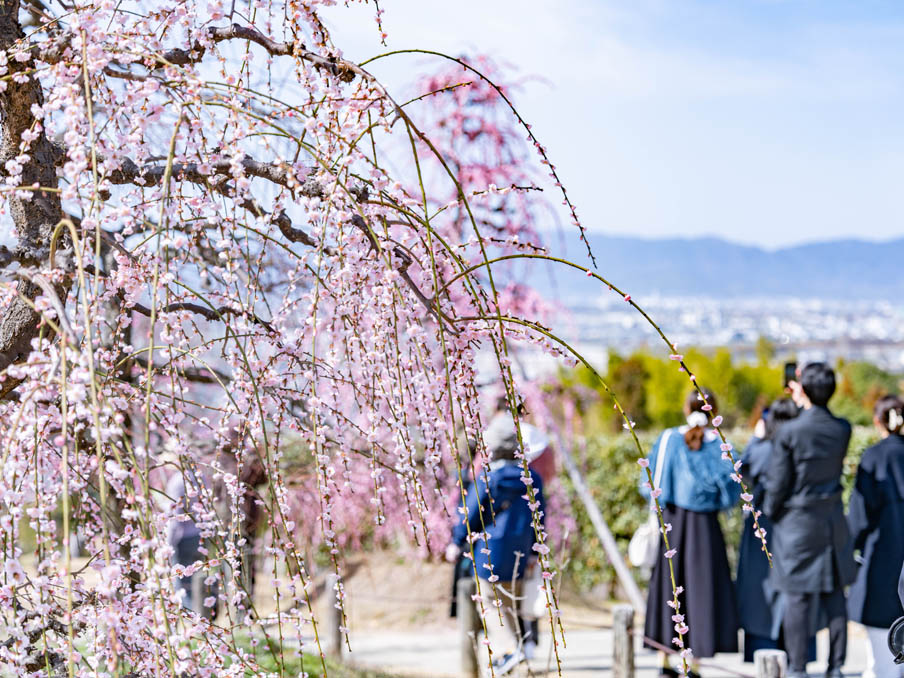 「三室戸寺」のしだれ梅園の画像５