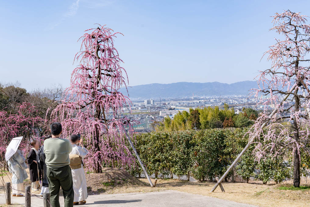 「三室戸寺」のしだれ梅園の画像３