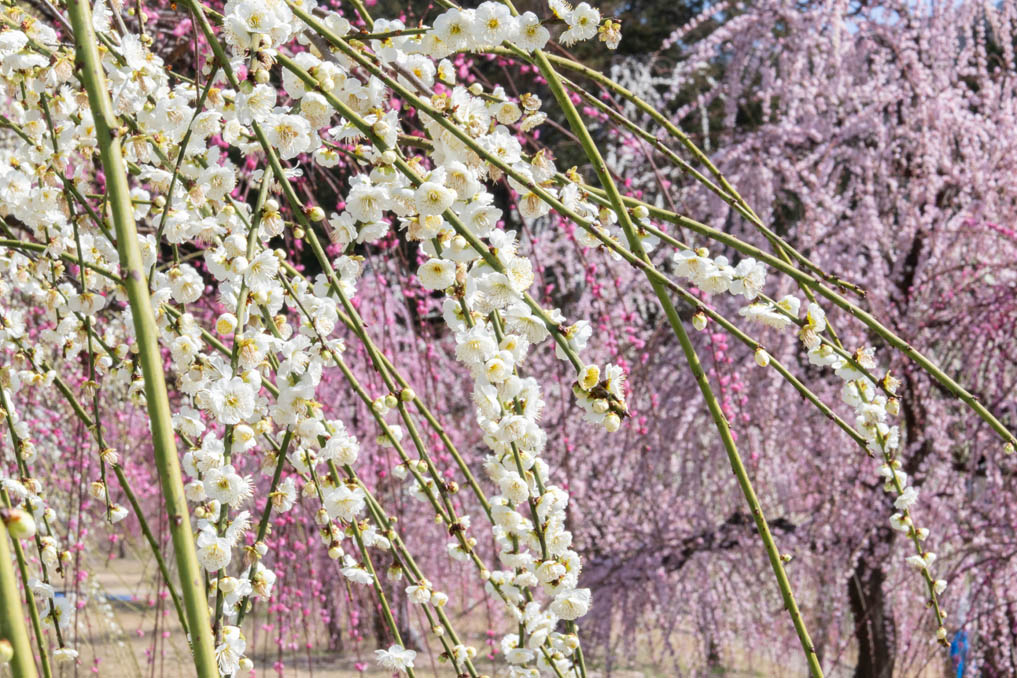 「三室戸寺」のしだれ梅園の画像２