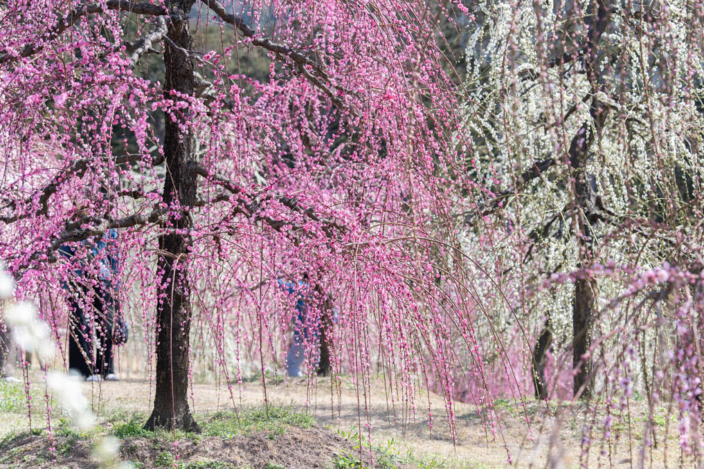 「三室戸寺」のしだれ梅園の画像６