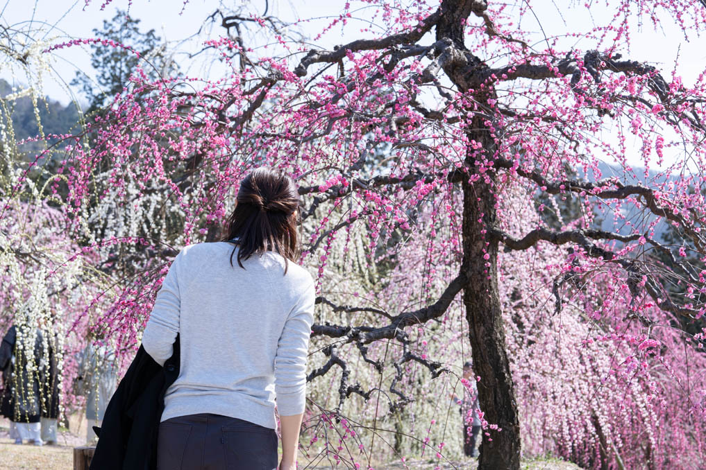 「三室戸寺」のしだれ梅園の画像４