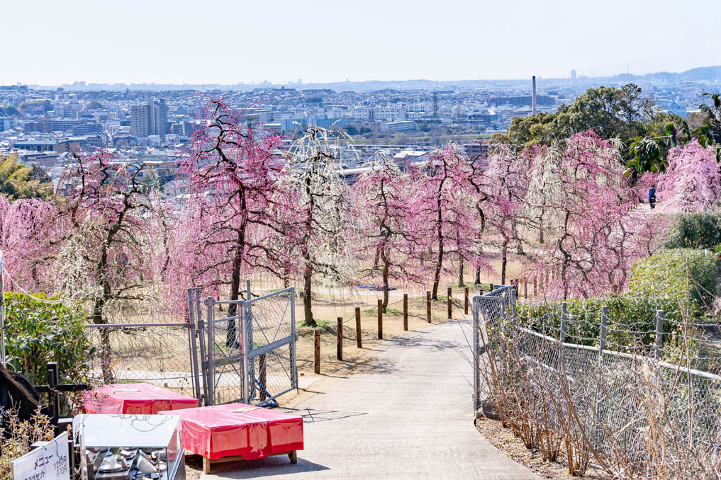 「三室戸寺」のしだれ梅園