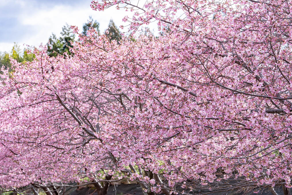 「井手町まちづくりセンター 椿坂」の河津桜２０２６年の画像３