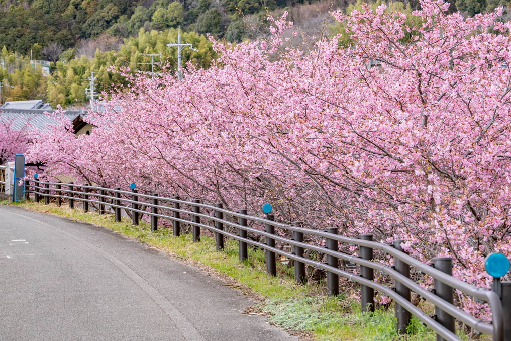 「井手町まちづくりセンター 椿坂」の河津桜２０２６年の画像１